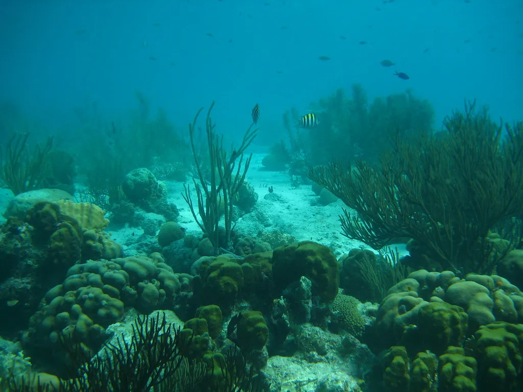 Koraal en vissen in het Bonaire National Marine Park