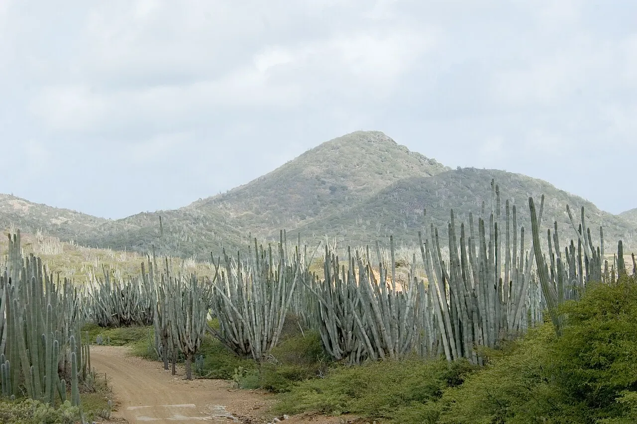 Cactussen en heuvels in Washington Slagbaai National Park